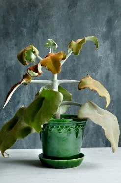 Bergs Potter Copenhagen Topf Grün, 18 Cm -Bergs Potter Store bergs potter copenhagen topf grun 4